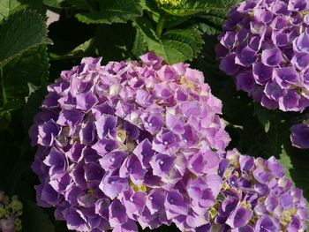 Close-up of purple flowers