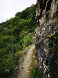 Footpath amidst trees against sky