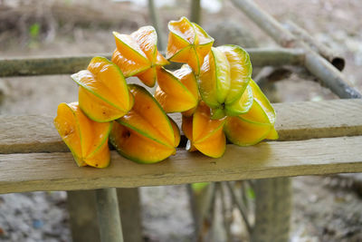 Close-up of yellow flowering plant on wood