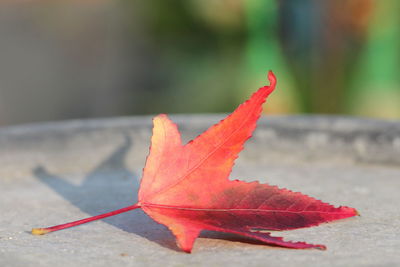 Close-up of red maple leaf