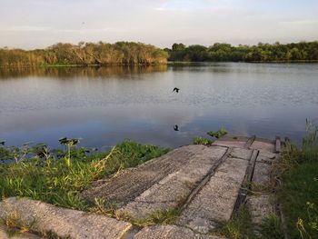 Bird flying over calm lake