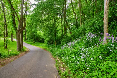 Road amidst trees