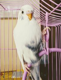 Close-up of hand holding bird in cage