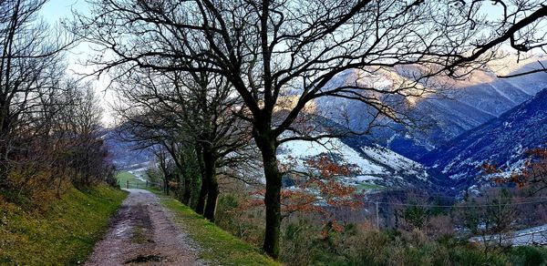 Road passing through forest