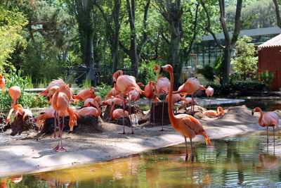 Relaxing pink flamingos at the zoo in barcelona
