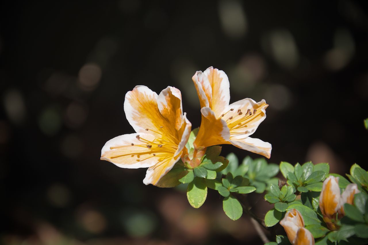 flowering plant, flower, plant, vulnerability, fragility, beauty in nature, freshness, petal, growth, close-up, flower head, inflorescence, focus on foreground, nature, pollen, day, no people, yellow, selective focus, outdoors