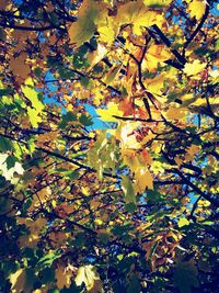 Low angle view of tree against sky during autumn