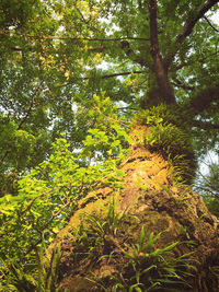 Low angle view of trees in forest