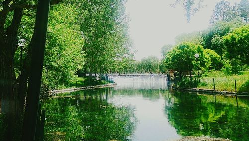 Scenic view of lake in forest