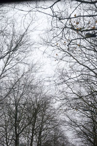 Low angle view of bare trees against sky