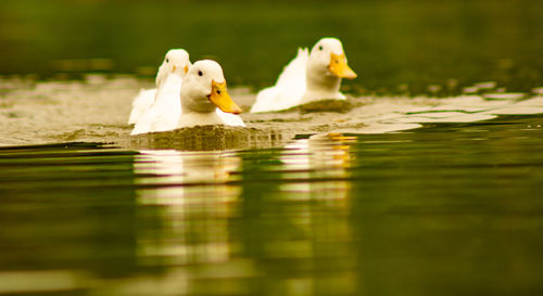 Close-up low level view of aylesbury pekin peking american domestic duck ducks swimming in lake