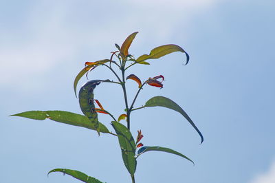 Low angle view of plant against sky