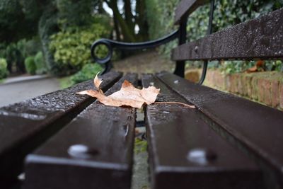 Close-up of autumn leaf on metal