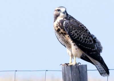 Close-up of owl perching against clear sky