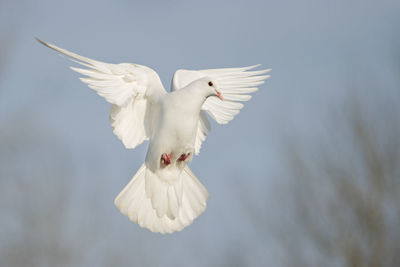 Low angle view of a bird flying