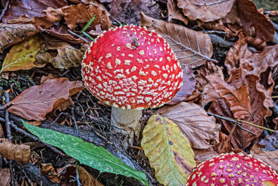 Close-up of fly agaric mushroom