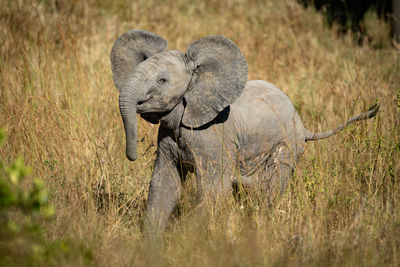 Side view of elephant calf walking on grassy land