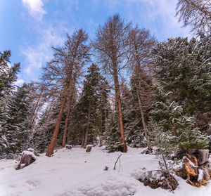 Low angle view of pine trees in forest during winter