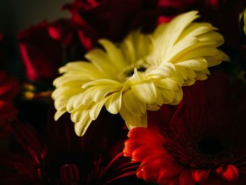 Close-up of flowers