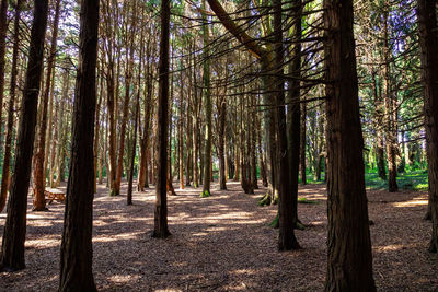 Trees growing in forest