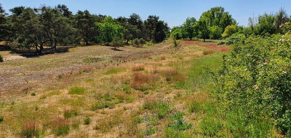 Dunes of frankfurt schwanheim