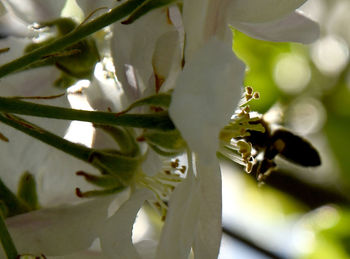 Close-up of white flowering plant