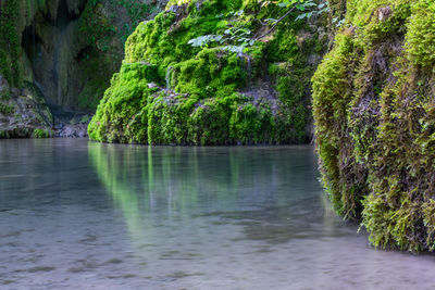 Scenic view of river amidst trees