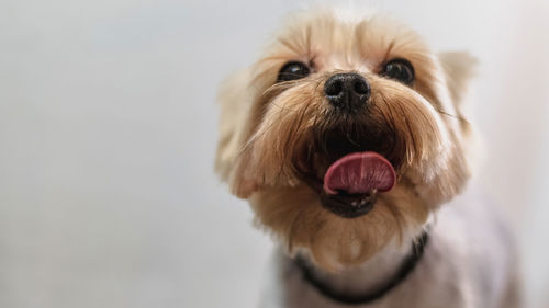 Close-up portrait of dog