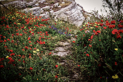 Close-up of red flowers