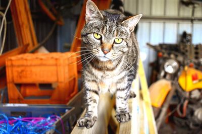 Portrait of cat in garage