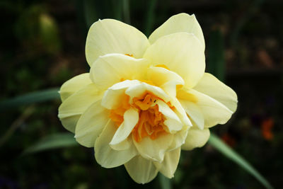 Close-up of flower blooming outdoors