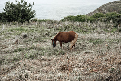Horse standing in a field