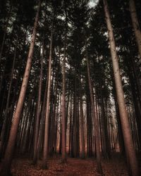 Low angle view of trees in forest