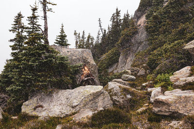 Low angle view of rocks in forest against sky