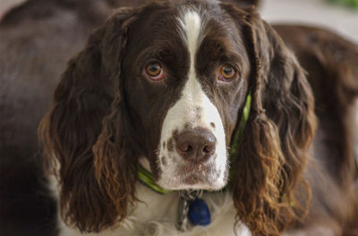 Close-up portrait of dog