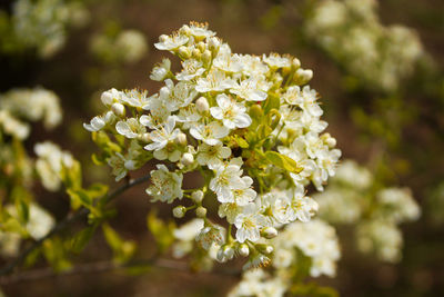 Close-up of white flowering plant