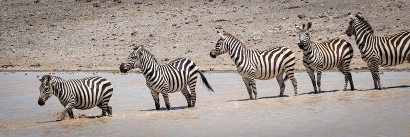 Zebras crossing river