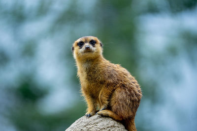 Cute and funny meerkats standing jumping and running around