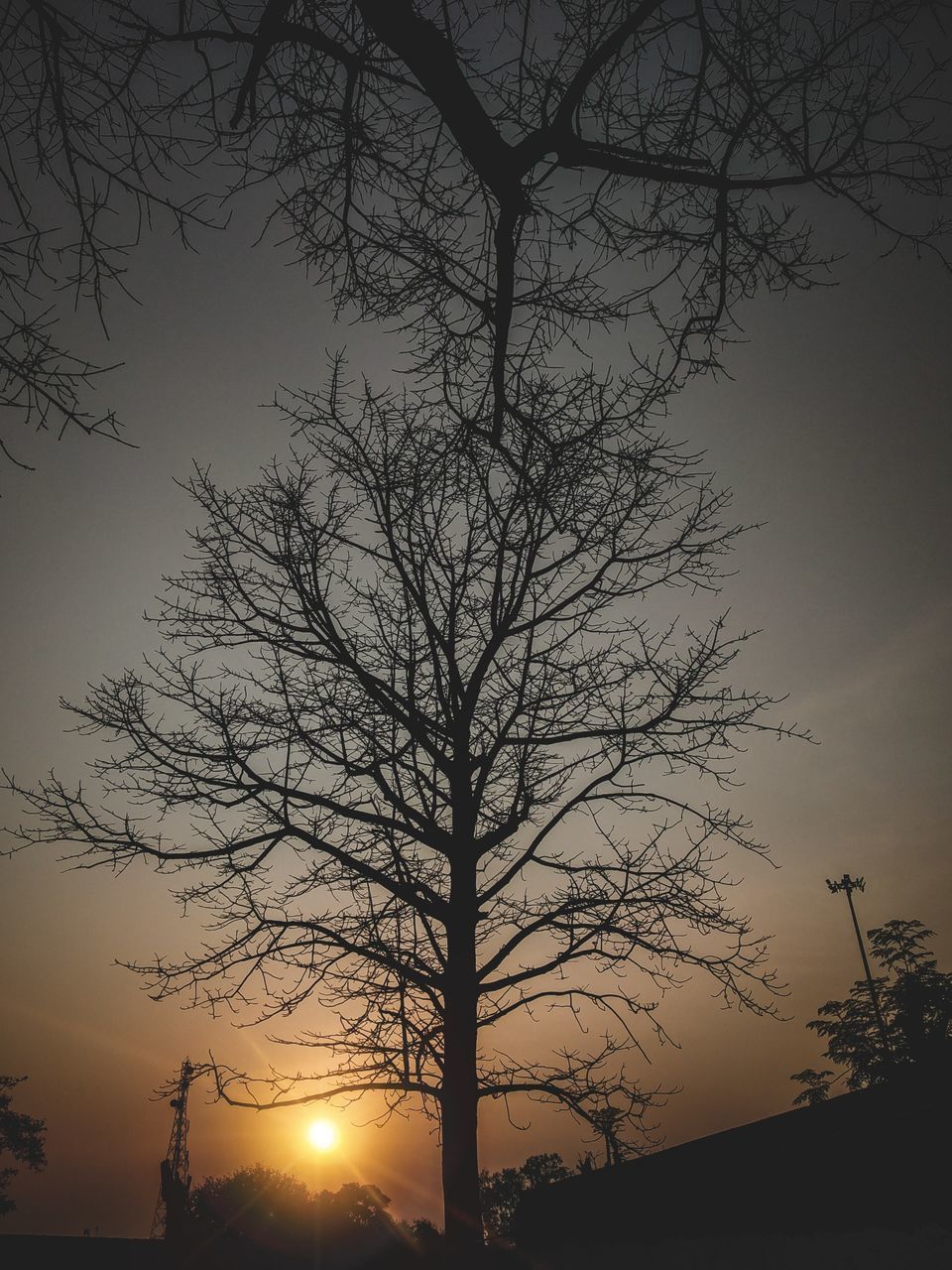 SILHOUETTE BARE TREE AGAINST SKY DURING SUNSET