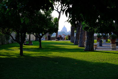 Trees in park