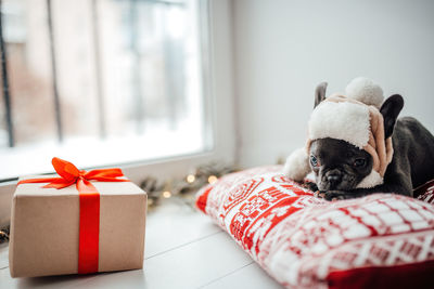 Close-up of dog sitting on sofa at home