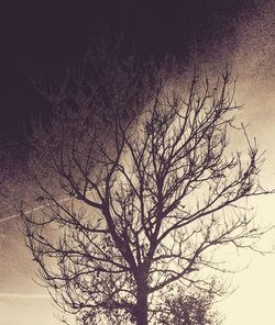 Low angle view of bare trees against sky at night