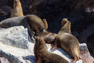 View of animals on rock