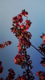 Low angle view of tree against clear sky