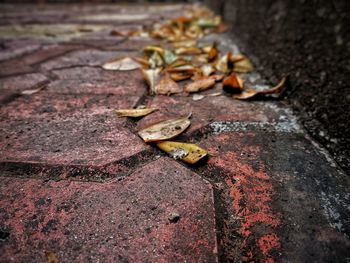 High angle view of fallen leaves on street