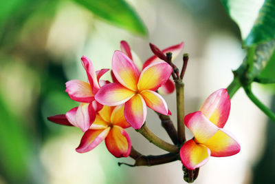 Close-up of pink flowering plant
