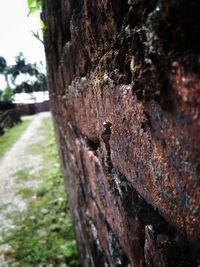 Close-up of tree trunk