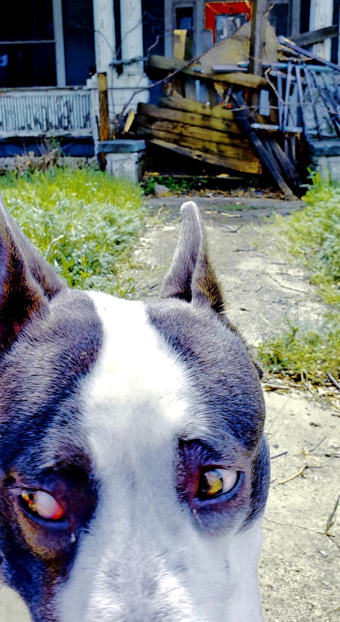 CLOSE-UP PORTRAIT OF DOG WITH MOUTH OPEN