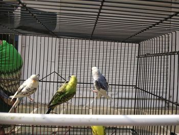 Birds perching in cage