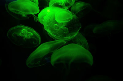 Close-up of jellyfish against black background